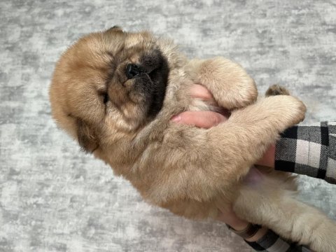 Dişi 6 mart doğumlu chow chow