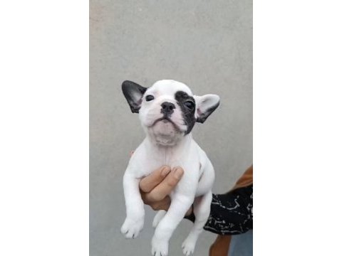 İngiliz bulldog