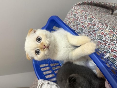 Scottish fold yavrulara yuva olur musun