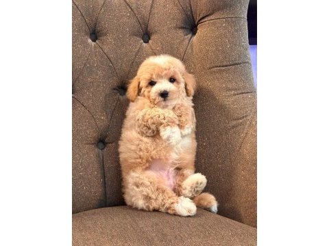 Maltipoo yavruları sizleri bekliyor  