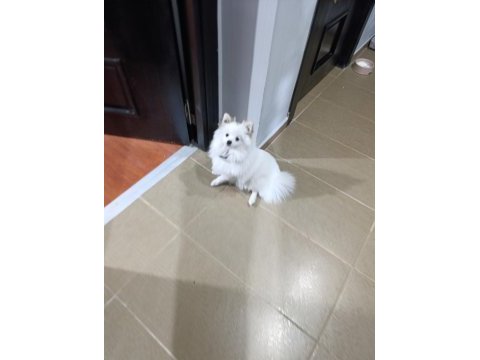 7 aylık dişi pomeranian