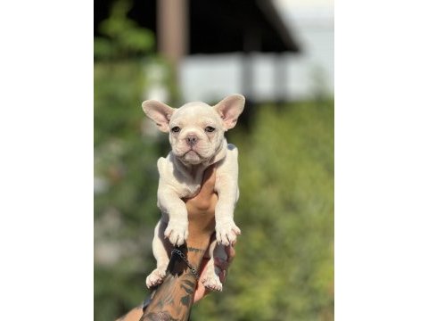 Blue cream french bulldog bebek