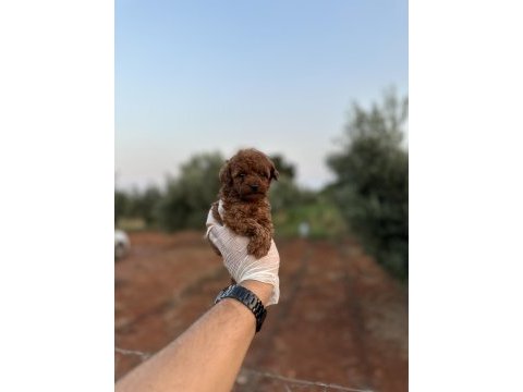Sağlık ve ırk garantili toy poodle yavrularımız 