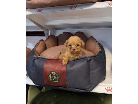 Teacup maltipoo yavrularımız