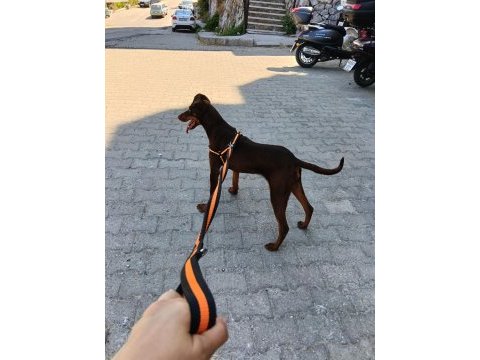 Dişi doberman