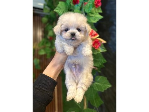 Maltese yavru köpeklerimiz