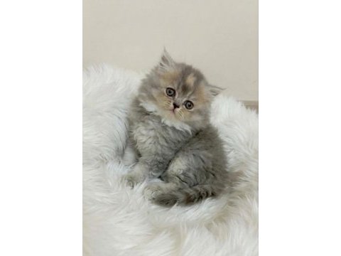 Peluş oyuncak british longhair bebeğim