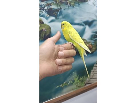 Evcil erkek muhabbet kuşu