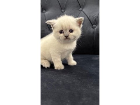 Yeni yuvalarına hazır bebek kediler