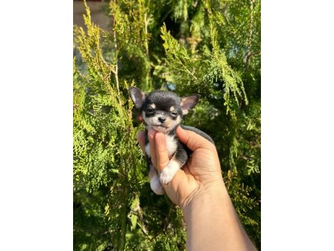 Şivava (chihuahua)