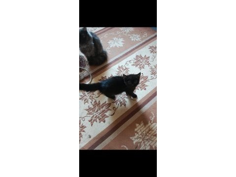 British shorthair kedimiz