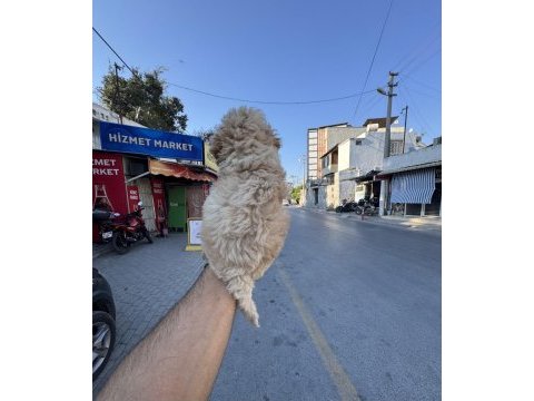 A kalite kore maltipoo yavrularımız