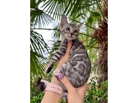2 aylık silver bengal yavrular