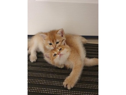 Yavru british shorthair kediler