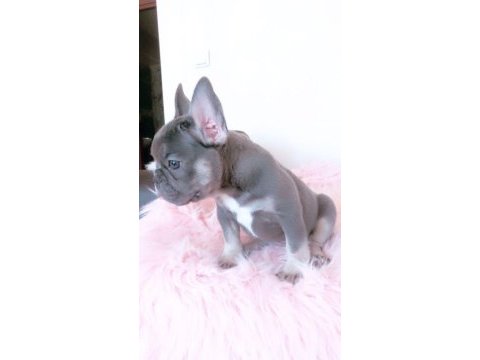 French bulldog kızımız yeni yuvasını arıyor