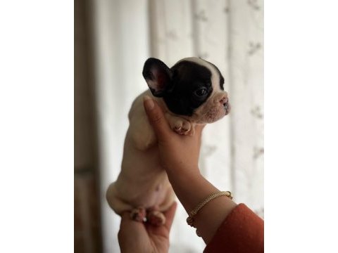 Safkan french bulldog bebişler yeni ailelerini bekliyor