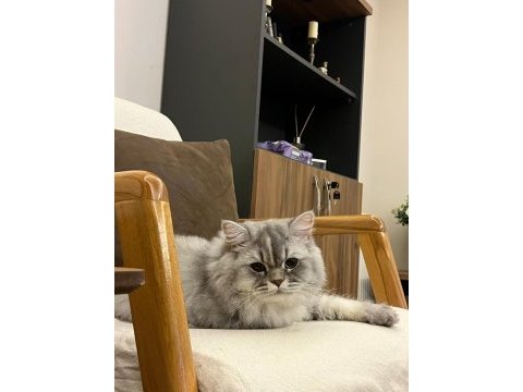 British longhair kedimiz