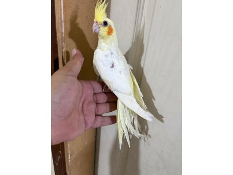 56 günlük kusursuz lutino sultan bebek