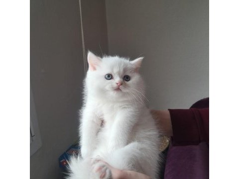 Kar beyaz british shorthair yavrularım