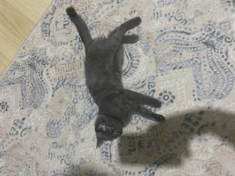 4 aylık dişi british shorthair yavrumuza yuva arıyoruz