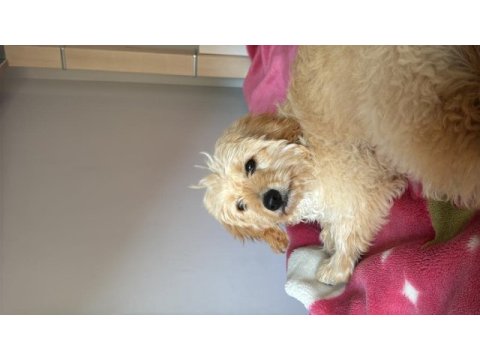 Oyuncu eğitimli maltipoo
