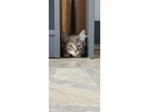 Acil gececi kalıcı yuva arıyorlar sokağa bırakıldı kediler