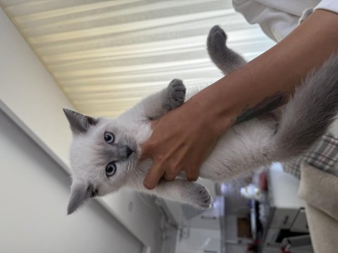 British shorthair 60 günlük