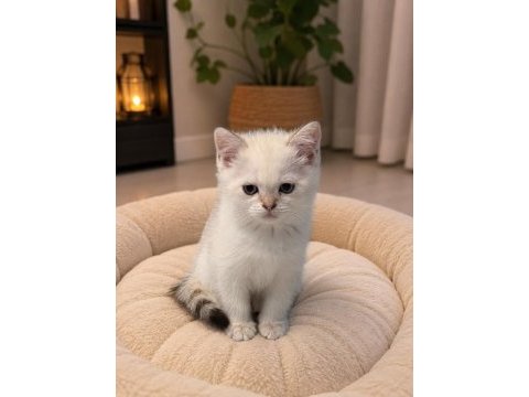British shorthair paşam uyguna verilecek