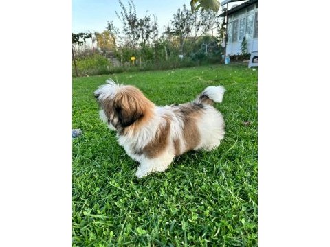 Kore kan shih tzu baby
