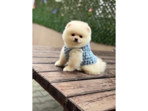 Pomeranian yavrular