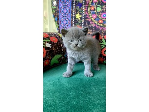 A+ kalite ayı kafa yavru kedimiz