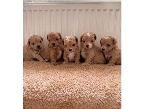Teacup boy ev doğumlu maltipoo bebekler
