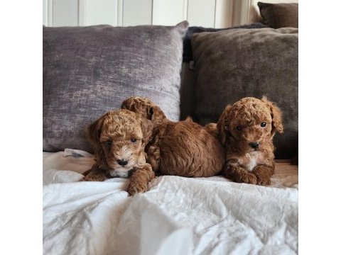 Anne altından evde bakılan kore kan mini poodle