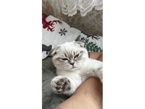 Tüm aşıları yapılmış 4 aylık scottish fold