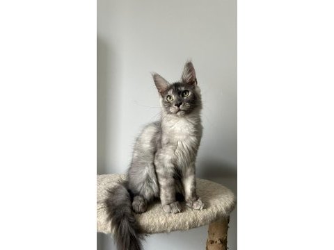 Sağlık ve ırk garantili minik maine coon devler