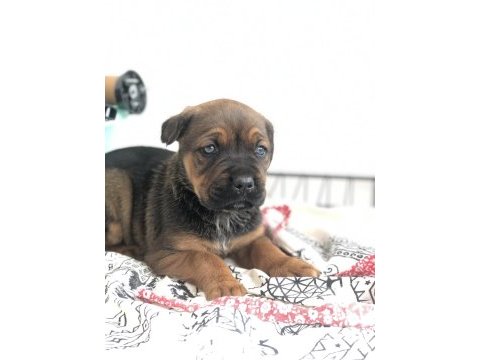 Çok özel renk, uygun ve kaliteli ırk garantili cane corso