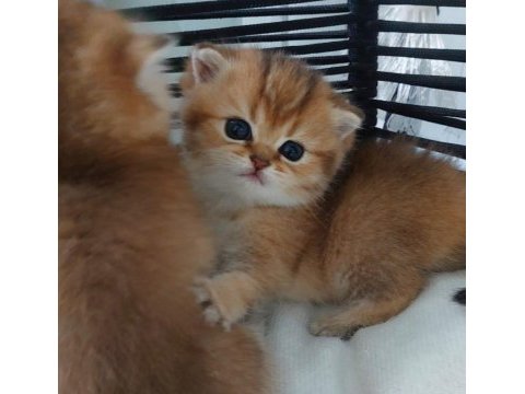 Ny11 black golden british shorthair safkan