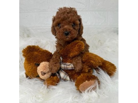 Efsane teacup parmak kadar toy poodle