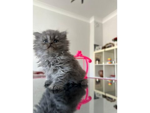 British shorthair kedimiz