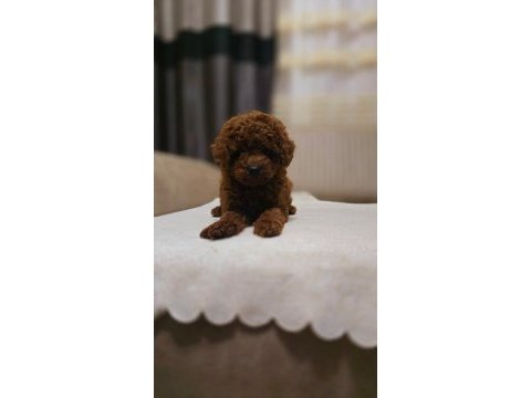 Toy poodle ve kore poodle en küçük boy yavrular