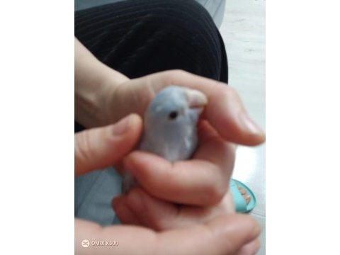 Ele alışık oyun hamuru forpus