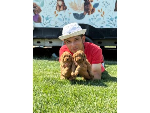 Maltipoo yavrularımız çiftliğimizden