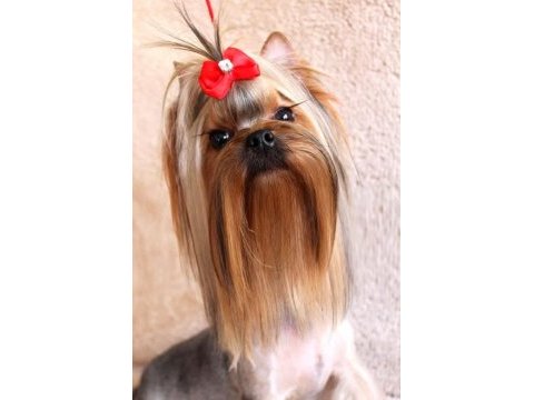 Yorkshire terrier yavrularım fci kif şecere evraklı