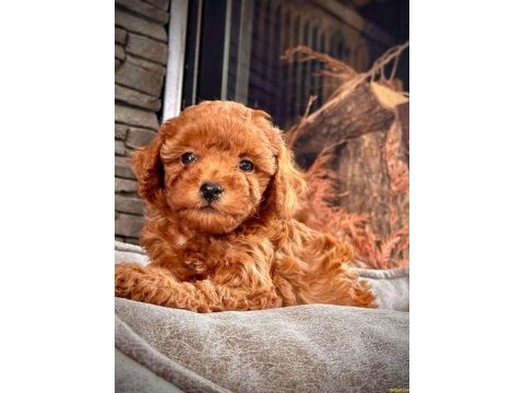 Toy poodle red brown