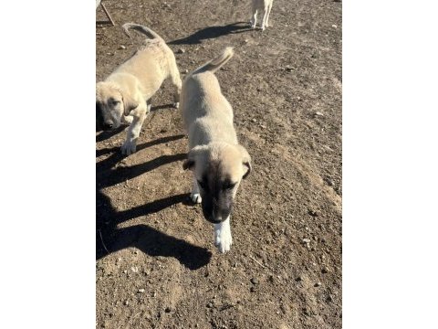 Yeni doğmuş kangal yavruları