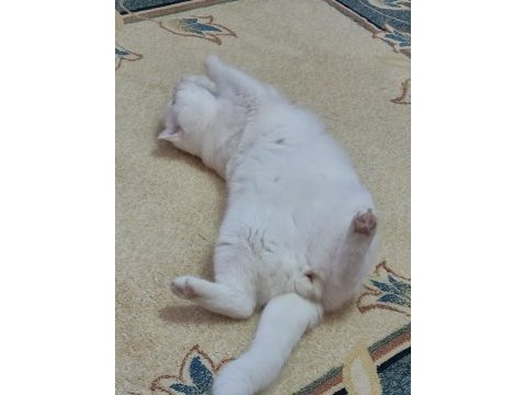 Koca kafa british longhair behlül