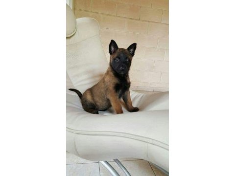 Belçika kurdu köpeği