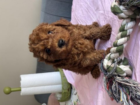 Harika kalitede poodle bebekler kapıya teslim
