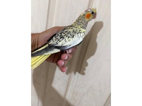 48 günlük pearl bebek sultan papağanı