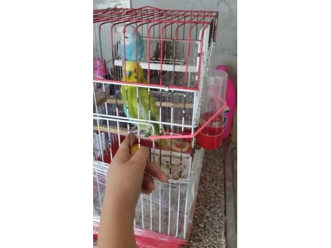 Ücretsiz sahiplendirme muhabbet kuşumuz